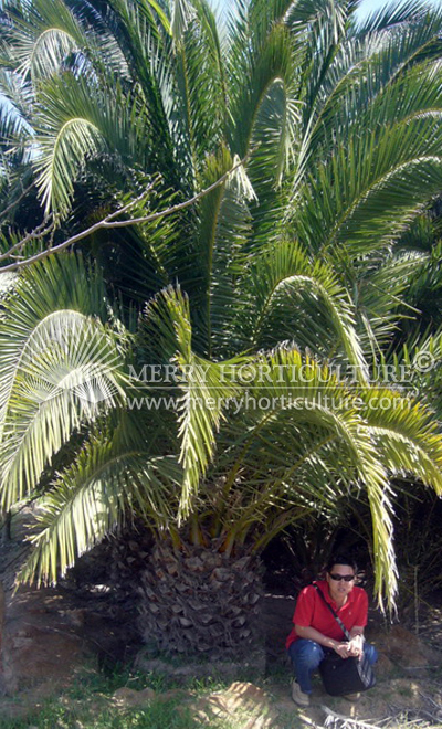 Phoenix Canariensis